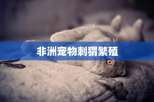 非洲寵物刺猬繁殖
