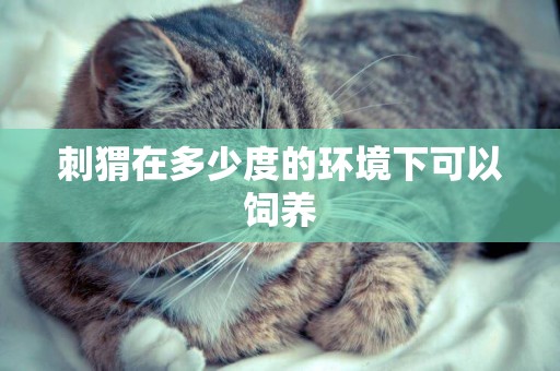 刺猬在多少度的環境下可以飼養