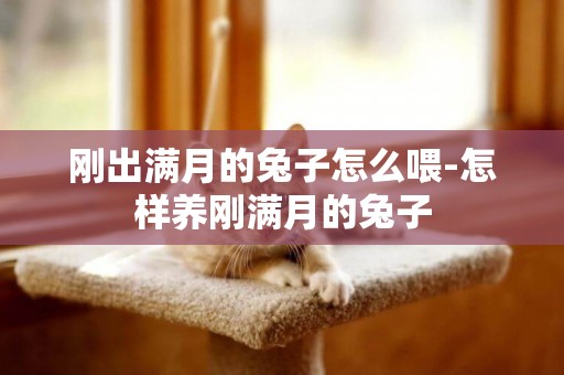 剛出滿月的兔子怎么喂-怎樣養剛滿月的兔子