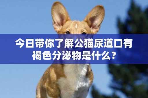 今日帶你了解公貓尿道口有褐色分泌物是什么? 今日帶你了解公貓尿道口有褐色分泌物是什么?