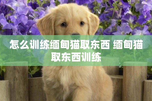 怎么訓練緬甸貓取東西 緬甸貓取東西訓練