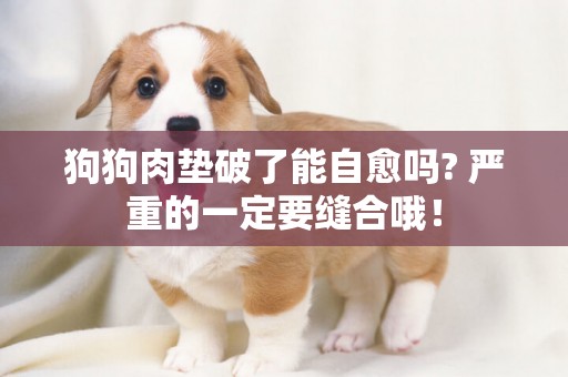 狗狗肉墊破了能自愈嗎? 嚴重的一定要縫合哦！