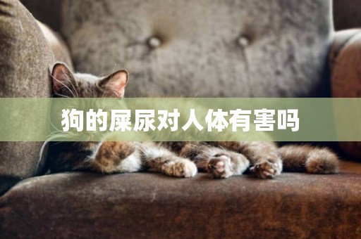 狗的屎尿對人體有害嗎