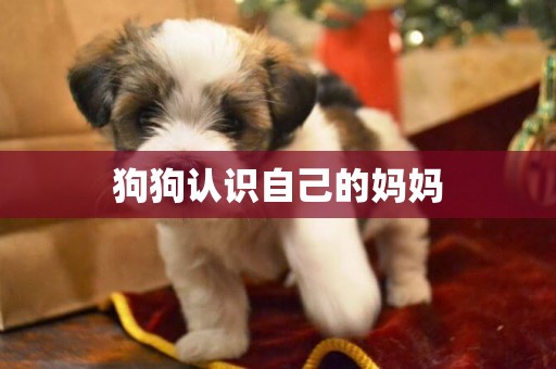 狗狗認識自己的媽媽