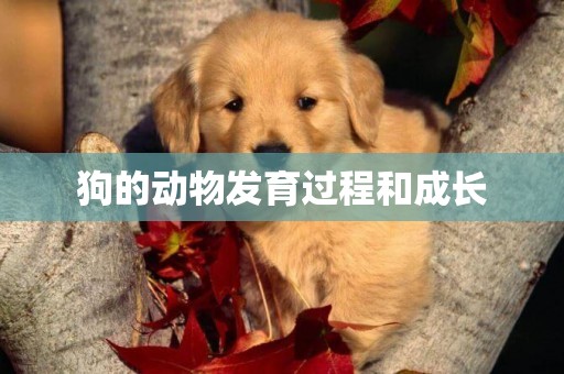 狗的動物發育過程和成長