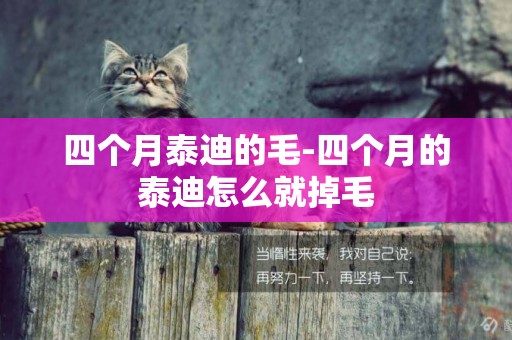 四個月泰迪的毛-四個月的泰迪怎么就掉毛