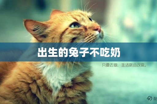 出生的兔子不吃奶