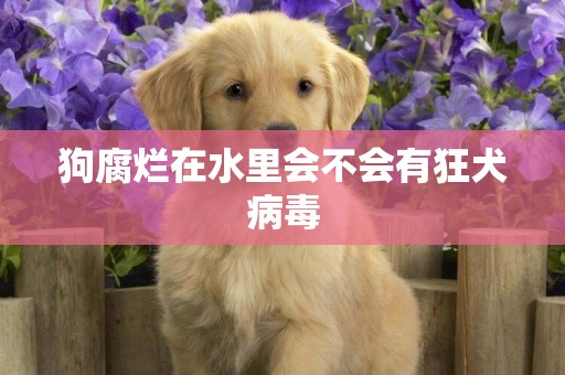 狗腐爛在水里會不會有狂犬病毒