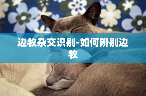 邊牧雜交識別-如何辨別邊牧