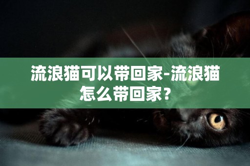 流浪貓可以帶回家-流浪貓怎么帶回家？