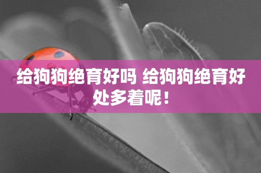 給狗狗絕育好嗎 給狗狗絕育好處多著呢！