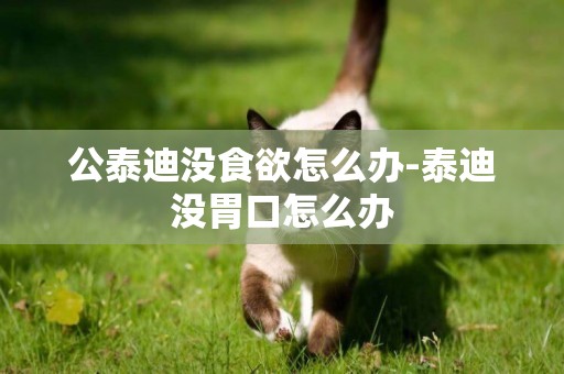 公泰迪沒食欲怎么辦-泰迪沒胃口怎么辦
