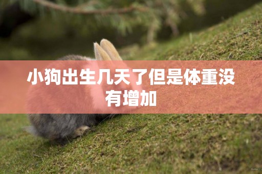 小狗出生幾天了但是體重沒有增加