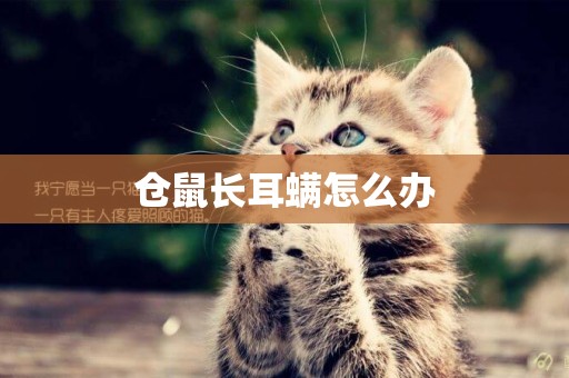 倉鼠長耳螨怎么辦