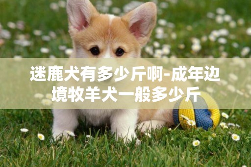 迷鹿犬有多少斤啊-成年邊境牧羊犬一般多少斤