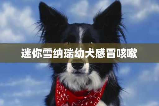 迷你雪納瑞幼犬感冒咳嗽