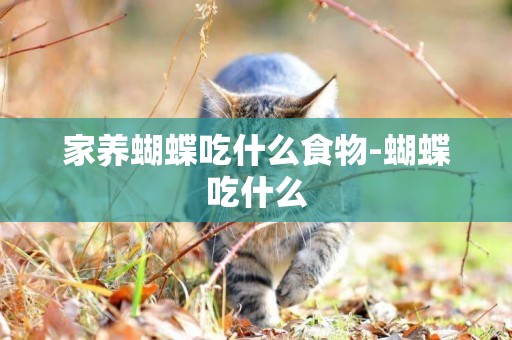 家養蝴蝶吃什么食物-蝴蝶吃什么