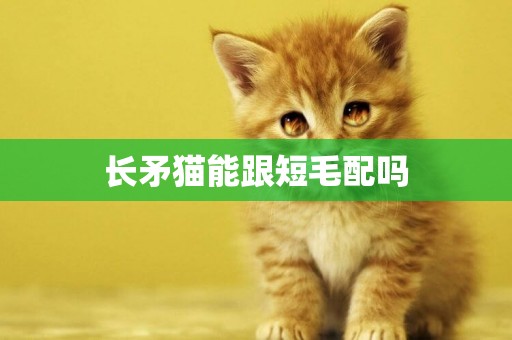 長矛貓能跟短毛配嗎