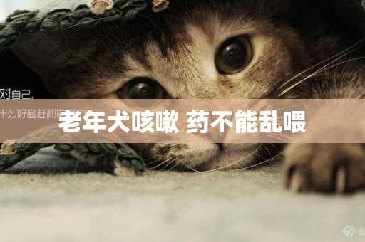 老年犬咳嗽 藥不能亂喂