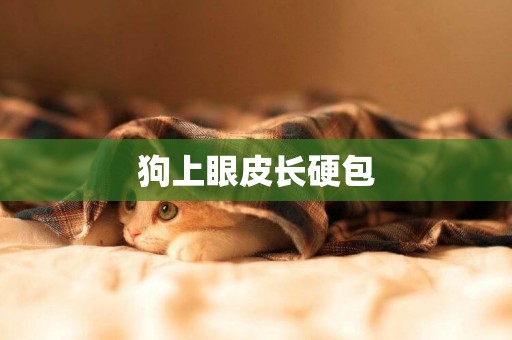 狗上眼皮長硬包