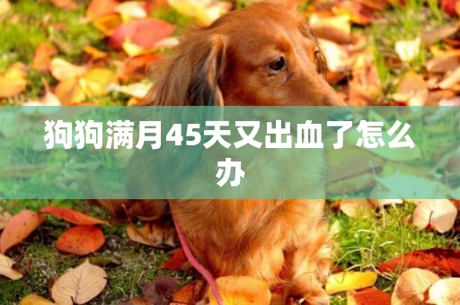 狗狗滿月45天又出血了怎么辦