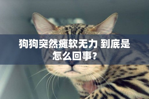 狗狗突然癱軟無力 到底是怎么回事？