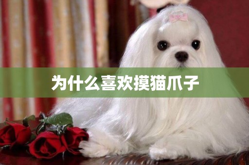 為什么喜歡摸貓爪子