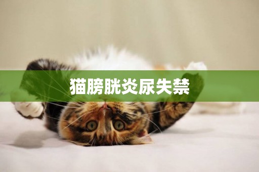 貓膀胱炎尿失禁