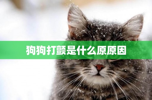 狗狗打顫是什么原原因