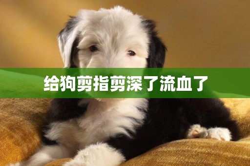 給狗剪指剪深了流血了