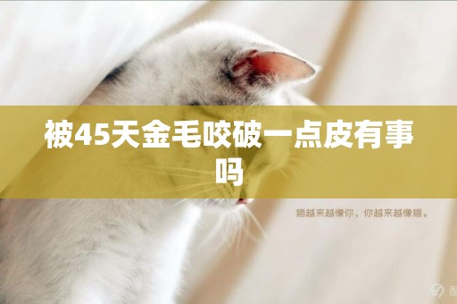 被45天金毛咬破一點皮有事嗎