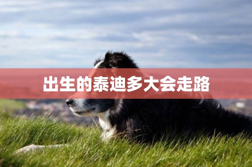 出生的泰迪多大會走路
