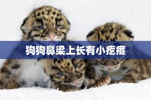 狗狗鼻梁上長有小疙瘩