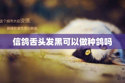 信鴿舌頭發黑可以做種鴿嗎
