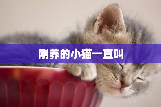 剛養的小貓一直叫