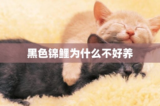 黑色錦鯉為什么不好養