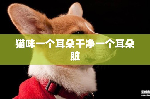 貓咪一個耳朵干凈一個耳朵臟
