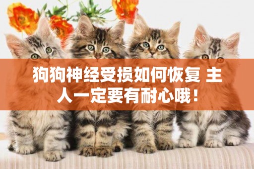 狗狗神經受損如何恢復 主人一定要有耐心哦！