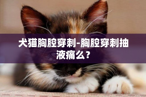 犬貓胸腔穿刺-胸腔穿刺抽液痛么？