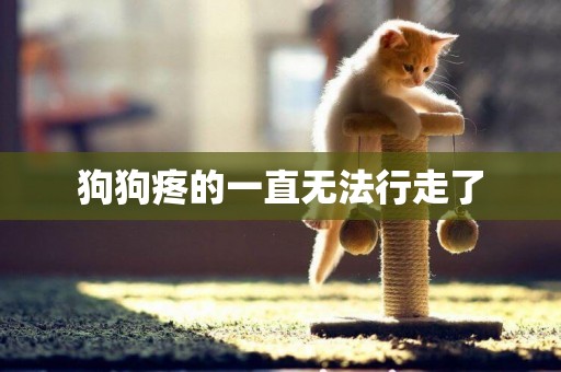 狗狗疼的一直無法行走了