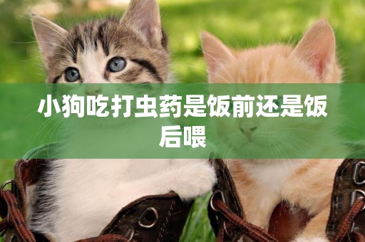 小狗吃打蟲藥是飯前還是飯后喂