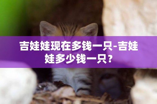 吉娃娃現在多錢一只-吉娃娃多少錢一只？