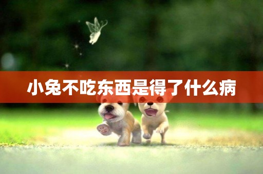 小兔不吃東西是得了什么病