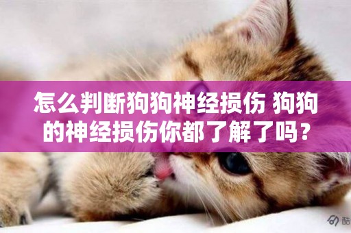 怎么判斷狗狗神經損傷 狗狗的神經損傷你都了解了嗎? 怎么判斷狗狗神經損傷 狗狗的神經損傷你都了解了嗎?