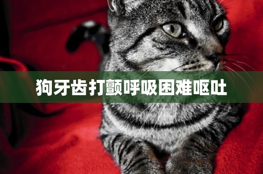 狗牙齒打顫呼吸困難嘔吐