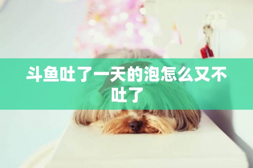 斗魚吐了一天的泡怎么又不吐了