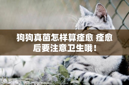 狗狗真菌怎樣算痊愈 痊愈后要注意衛生哦！