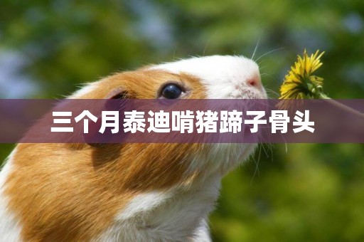 三個月泰迪啃豬蹄子骨頭