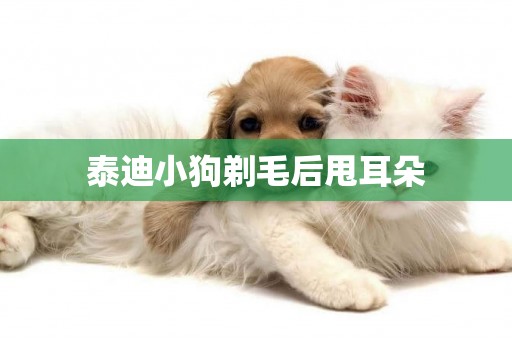 泰迪小狗剃毛后甩耳朵