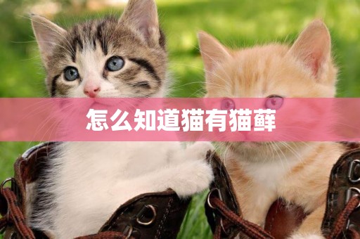 怎么知道貓有貓蘚